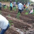 Farmers-teaching-Moringa.jpg